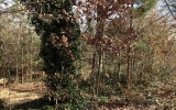 2055 E Roxboro Road Atlanta, GA 30324 - Image 6596772